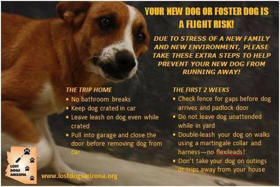 foster your dog
